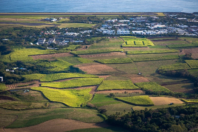 champ de canne sainte marie de la réunion